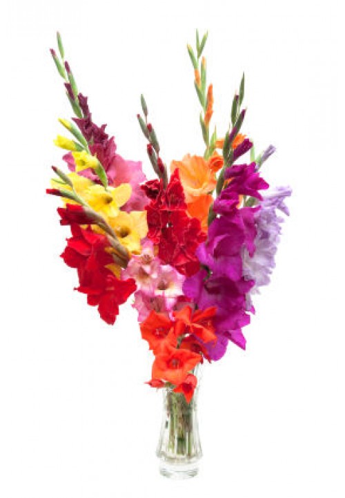 One Dozen Multi Color Gladiolus