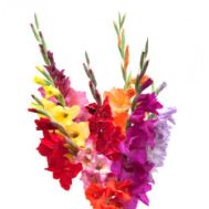 One Dozen Multi Color Gladiolus